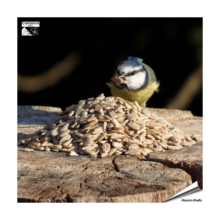 Zonnebloemkernen (2 kg)