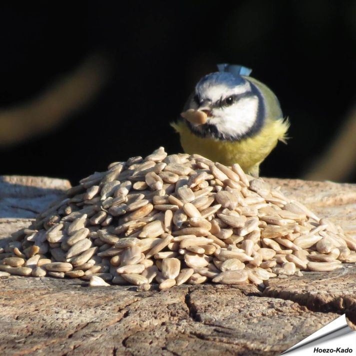 Zonnebloemkernen (5 kg)