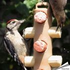 Energierollenpakket - Energierollen - Tuinvogelvoer - Hoezo-Kado