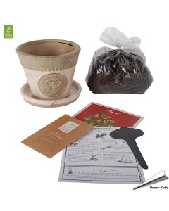 Kweekset - Peterselie