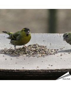 Premium voer - Vinken, Putters & Sijzen (1 kg)