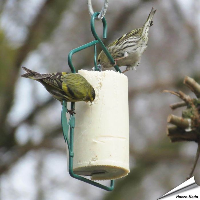 Pindacake voor vogels - Met insecten (500ml)