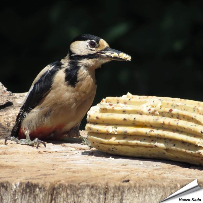 XXL-energierol met gedroogde insecten ✔️ Premium vogelvoer voor tuinvogels ✔️ Ideaal voor jaarrond bijvoeren van wilde vogels ✔️ Bestel nu in de Hoezo-Kado Shop