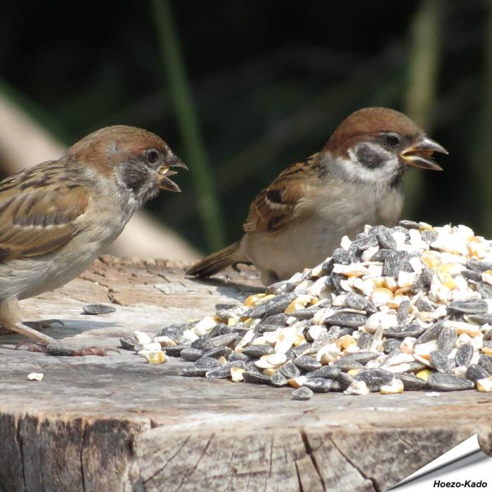 Bio Strooivoer voor tuinvogels (2.5 kg)