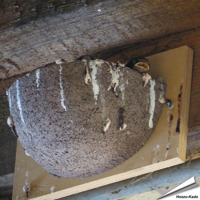Nestkast voor de boerenzwaluw ✔️ Gemaakt van duurzaam houtbeton ✔️ Aanbevolen door Vogelbescherming NL ✔️ Bestel nu op Hoezo-Kado