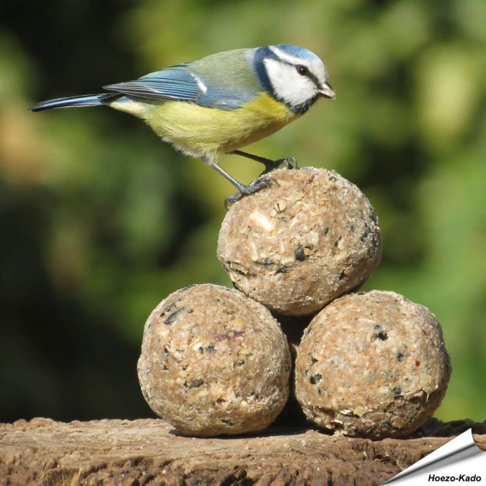 Premium vetbollen - Insectenvet