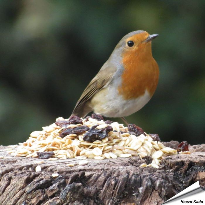 Premium - Vetmengsel voor tuinvogels