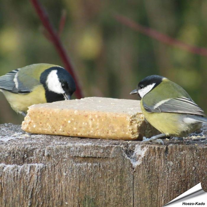 VEGAN vetblok voor tuinvogels van Aniculis ✔️ Vol plantaardige kracht - Met pinda's ✔️ Zonder dierlijke vetten of palmolie ➤ Bestel nu vogelvoer op www.hoezo-kado.nl