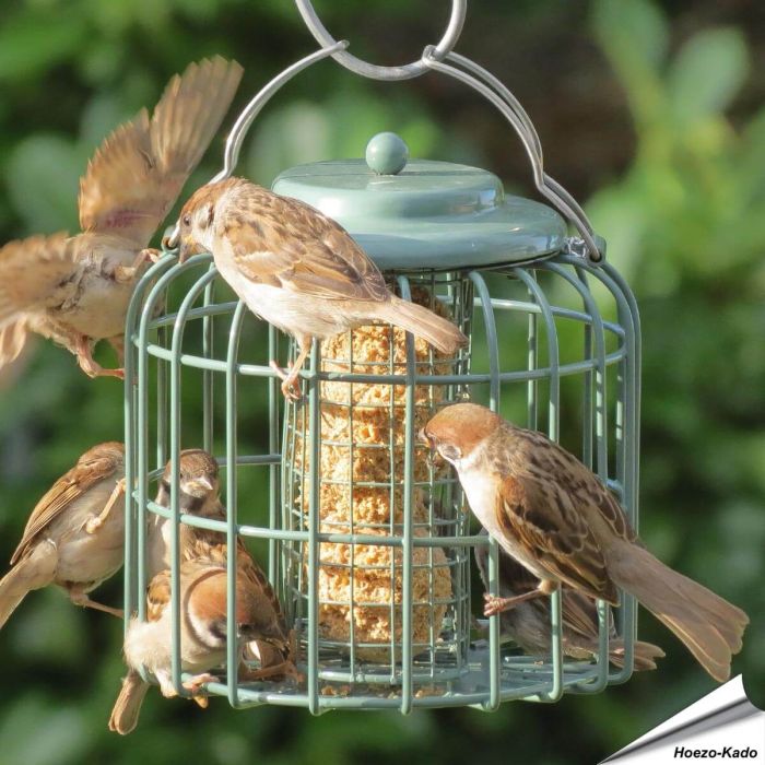 Stijlvolle vetblokhouder met beschermkooi in zeegroen ✔️ Ideaal voor kleine tuinvogels ✔️ Weerbestendig & eenvoudig te reinigen ➤ Nu kopen bij Hoezo-Kado!