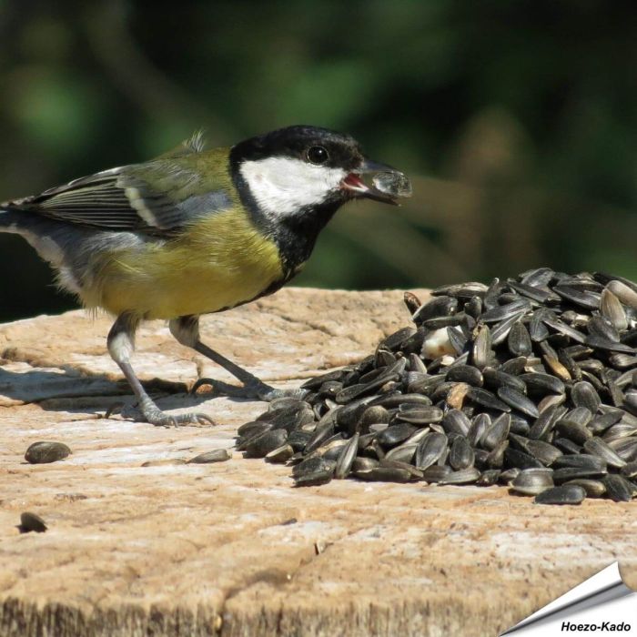 Zwarte zonnebloempitten