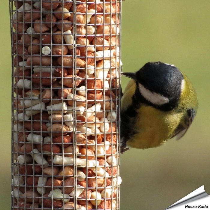 Hoogwaardige pinda’s gemengd met vet pellets ✔️ Energie- en eiwitrijk vogelvoer voor je pindasilo’s ✔️ Het hele jaar door tuinvogels voeren ➤ Online kopen bij Hoezo-Kado