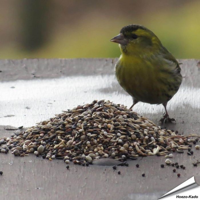 Premium vogelvoer van Aniculis voor tuinvogels ✔️ Veelzijdige zadenmix ✔️ Rijk aan energie en voedingsstoffen ✔️ Fijne structuur ✔️ 100% natuurlijk ➤ Bestel nu op www.hoezo-kado.nl