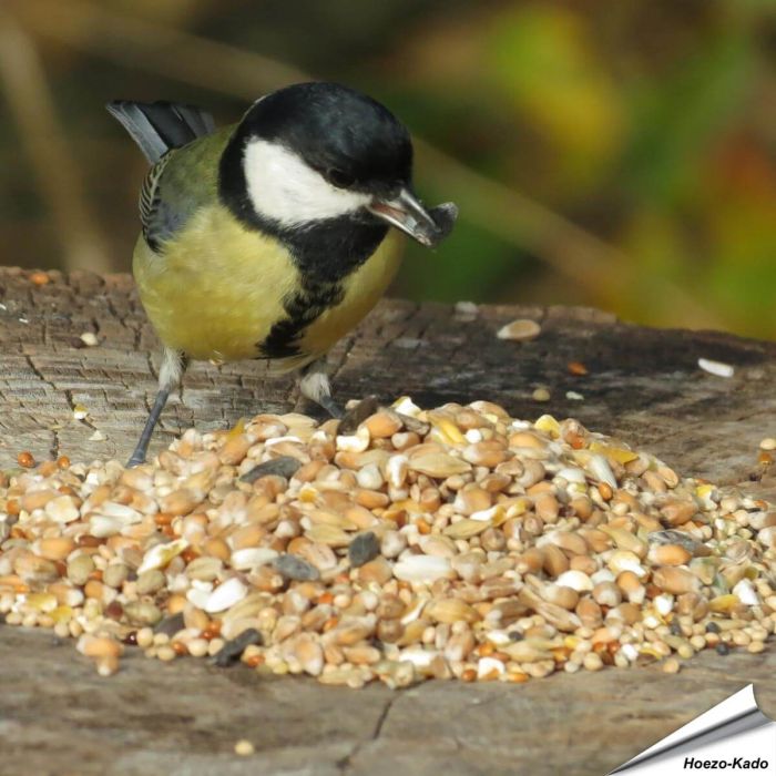 Premium Wilde Vogelzaad-Mix van Aniculis