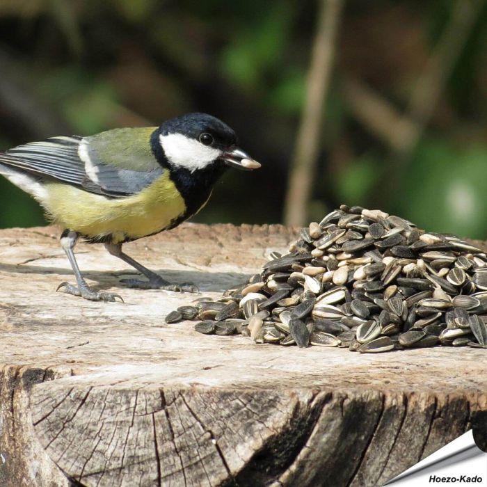 Triple Mix - Zonnebloempitten (1 kg)