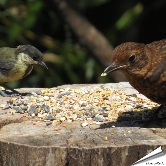 Tarwe-vrij - Premium Vogelvoeder-Mix