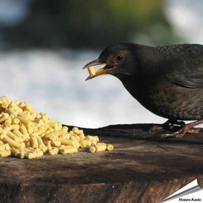Traktaties met insecten voor wilde vogels - www.hoezo-kado.nl
