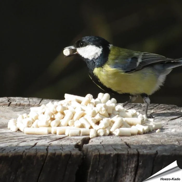 Traktatie met meelwormen voor koolmezen