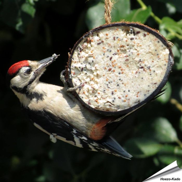 Halve kokosnoot gevuld met meelwormen ✔️ Hoogwaardige energiebron voor wilde vogels ✔️ Eenvoudig op te hangen dankzij het touwtje ✔️ Het hele jaar door te gebruiken ➤ Bestel nu online bij Hoezo-Kado