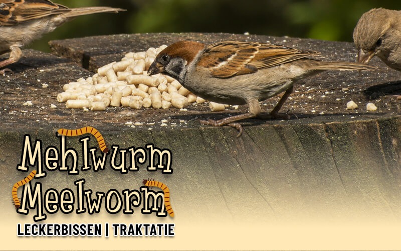 Meelworm-traktaties van Aniculis - Energiërijk vogelvoer met essentiële vetten Meelworm-traktaties van Aniculis - Energiërijk vogelvoer met essentiële vetten