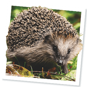 Egel (Erinaceus europaeus)