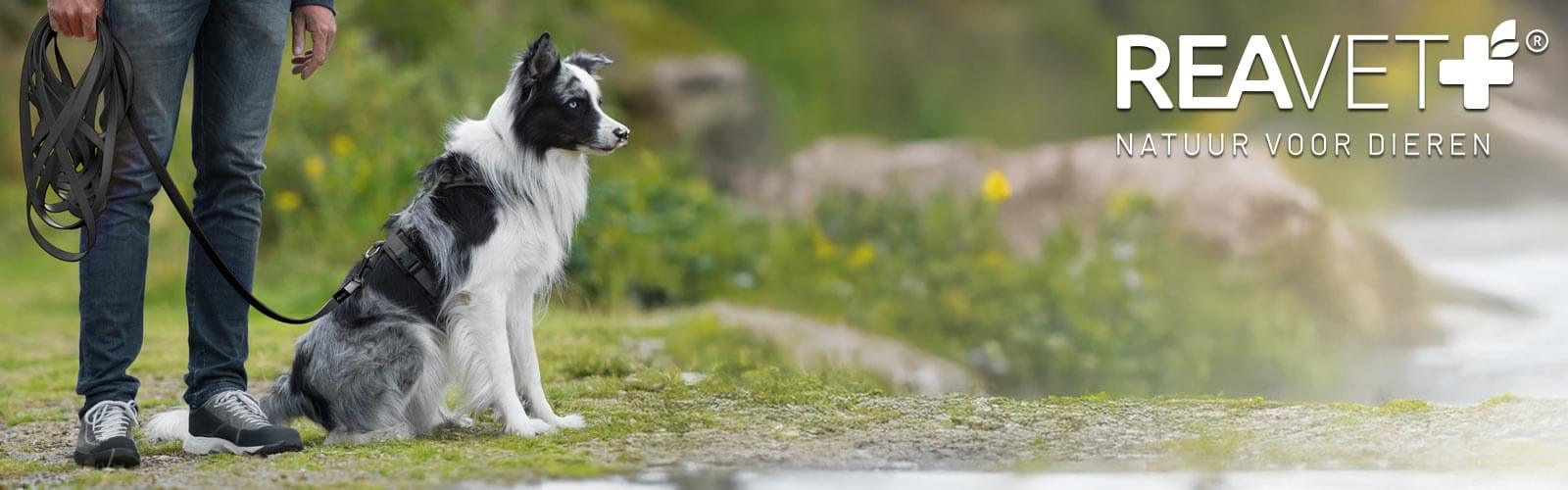 Lange hondenriem - Maximale vrijheid voor jouw hond!
