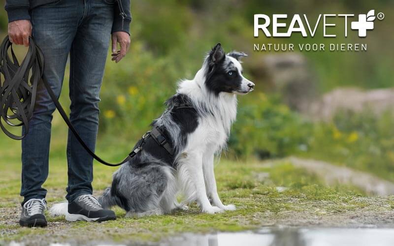 Lange hondenriem - Maximale vrijheid voor jouw hond!