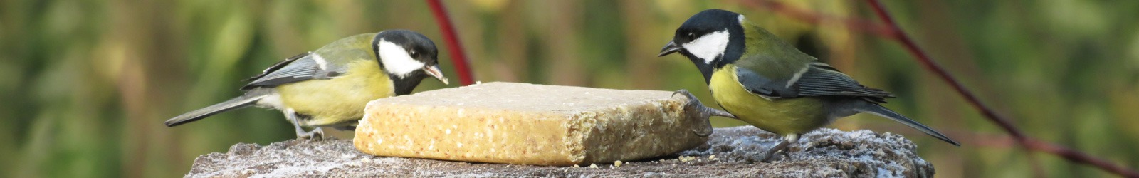 Veganistisch Vetblok met Pinda's voor vogels - Aniculis tuinvogelvoer Veganistisch Vetblok met Pinda's voor vogels - Aniculis tuinvogelvoer
