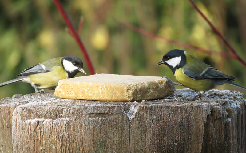 Veganistisch Vetblok met Pinda's voor vogels - Aniculis tuinvogelvoer Veganistisch Vetblok met Pinda's voor vogels - Aniculis tuinvogelvoer