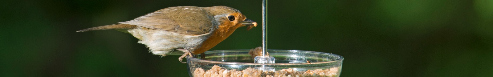 I Love Robins voersystemen voor roodborstjes en tuinvogels I Love Robins voersystemen voor roodborstjes en tuinvogels