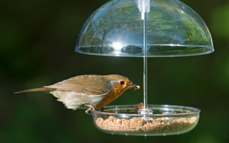 I Love Robins voersystemen voor roodborstjes en tuinvogels I Love Robins voersystemen voor roodborstjes en tuinvogels