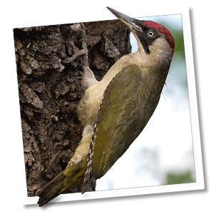 Groene specht (Picus viridis) - Foto: © www.birdphoto.nl Groene specht (Picus viridis) - Foto: © www.birdphoto.nl