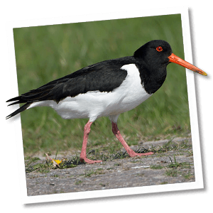 Scholekster (Haematopus ostralegus) - Foto: © www.birdphoto.nl Scholekster (Haematopus ostralegus) - Foto: © www.birdphoto.nl