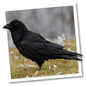 Raaf (Corvus corax) - Foto: © www.birdphoto.nl