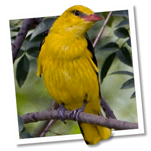 Wielewaal (Oriolus oriolus) - Foto: © www.birdphoto.nl Wielewaal (Oriolus oriolus) - Foto: © www.birdphoto.nl
