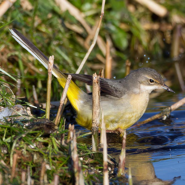 Grote gele kwikstaart (Motacilla cinerea) - Foto: © www.birdphoto.nl Grote gele kwikstaart (Motacilla cinerea) - Foto: © www.birdphoto.nl