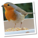 I love Robins™ I love Robins™