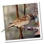 Vogelvoedersystemen Vogelvoedersystemen