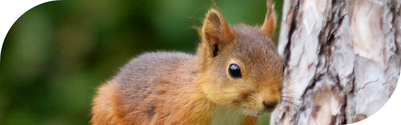Een Eekhoorn in de tuin, wie wil nu niet zo'n knaagdier met zo'n hoog knuffelgehalte... Een Eekhoorn in de tuin, wie wil nu niet zo'n knaagdier met zo'n hoog knuffelgehalte...